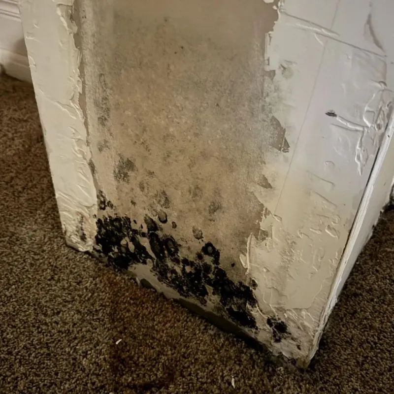 Professional Mold Removal in Ross, OH